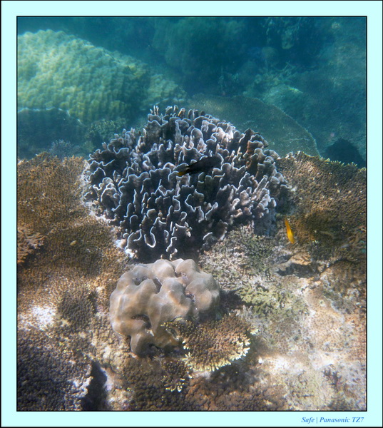 2009   07   Perhentians 072